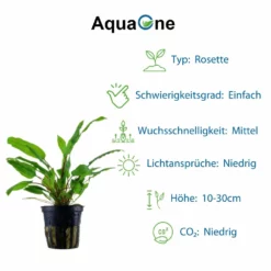 'Diskus' Set Mit 5 Topf Pflanzen Aquariumpflanzen Set Nr.131 -Haus Dekoration Verkaufsgeschäft Graeser Set mit 5 Gras Pflanzen Aquariumpflanzen Set Nr 129 6 30236