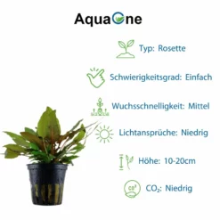 'Diskus' Set Mit 5 Topf Pflanzen Aquariumpflanzen Set Nr.131 -Haus Dekoration Verkaufsgeschäft Graeser Set mit 5 Gras Pflanzen Aquariumpflanzen Set Nr 129 7 30236