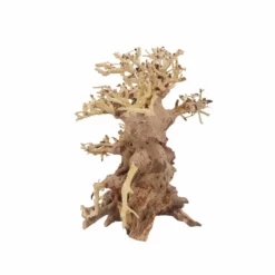L Bonsai Baum Nr.11345 Wurzel Holz Aquarium Deko Aquascaping -Haus Dekoration Verkaufsgeschäft L Bonsai Baum Nr 11344 Wurzel Holz Aquarium Deko Aquascaping 11345 4 29763