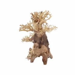 L Bonsai Baum Nr.11350 Wurzel Holz Aquarium Deko Aquascaping -Haus Dekoration Verkaufsgeschäft L Bonsai Baum Nr 11349 Wurzel Holz Aquarium Deko Aquascaping 11350 4 29768