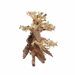 L Bonsai Baum Nr.11354 Wurzel Holz Aquarium Deko Aquascaping -Haus Dekoration Verkaufsgeschäft L Bonsai Baum Nr 11353 Wurzel Holz Aquarium Deko Aquascaping 11354 3 29772