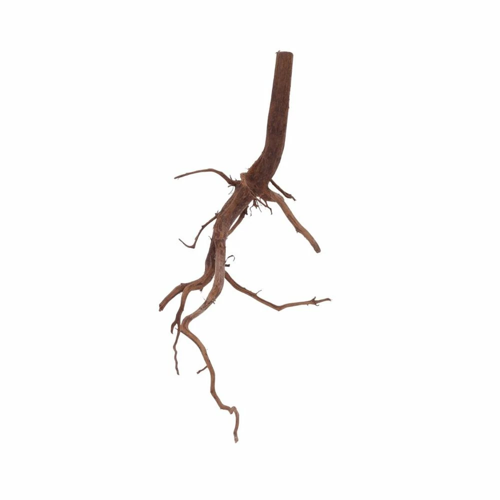 L Red Spider Wurzel Nr.6071 Fingerwurzel Echtholz Deko Aquascaping 1 L Red Spider Wurzel Nr.6071 Fingerwurzel Echtholz Deko Aquascaping