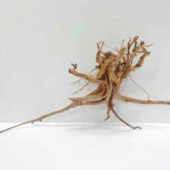 L Siennawurzel Nr.7469 Wurzel Holz Aquarium Deko Aquascaping -Haus Dekoration Verkaufsgeschäft L Siennawurzel Masse 37x31x30 Nr 7468 7469 3 19279