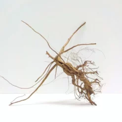 L Siennawurzel Nr.7446 Wurzel Holz Aquarium Deko Aquascaping -Haus Dekoration Verkaufsgeschäft L Siennawurzel Masse 49x32x29 Nr 7445 7446 3 19257