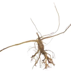 L Siennawurzel Nr.7446 Wurzel Holz Aquarium Deko Aquascaping