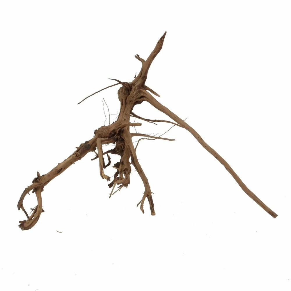 L Siennawurzel Nr.2444 Wurzel Holz Aquarium Deko Aquascaping 2 L Siennawurzel Nr.2444 Wurzel Holz Aquarium Deko Aquascaping – Bild 2