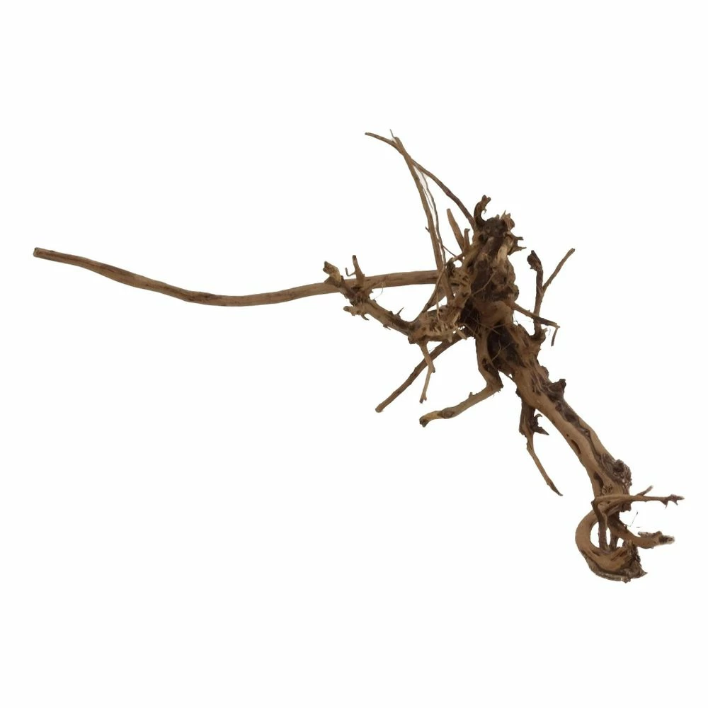 L Siennawurzel Nr.2444 Wurzel Holz Aquarium Deko Aquascaping 3 L Siennawurzel Nr.2444 Wurzel Holz Aquarium Deko Aquascaping – Bild 3