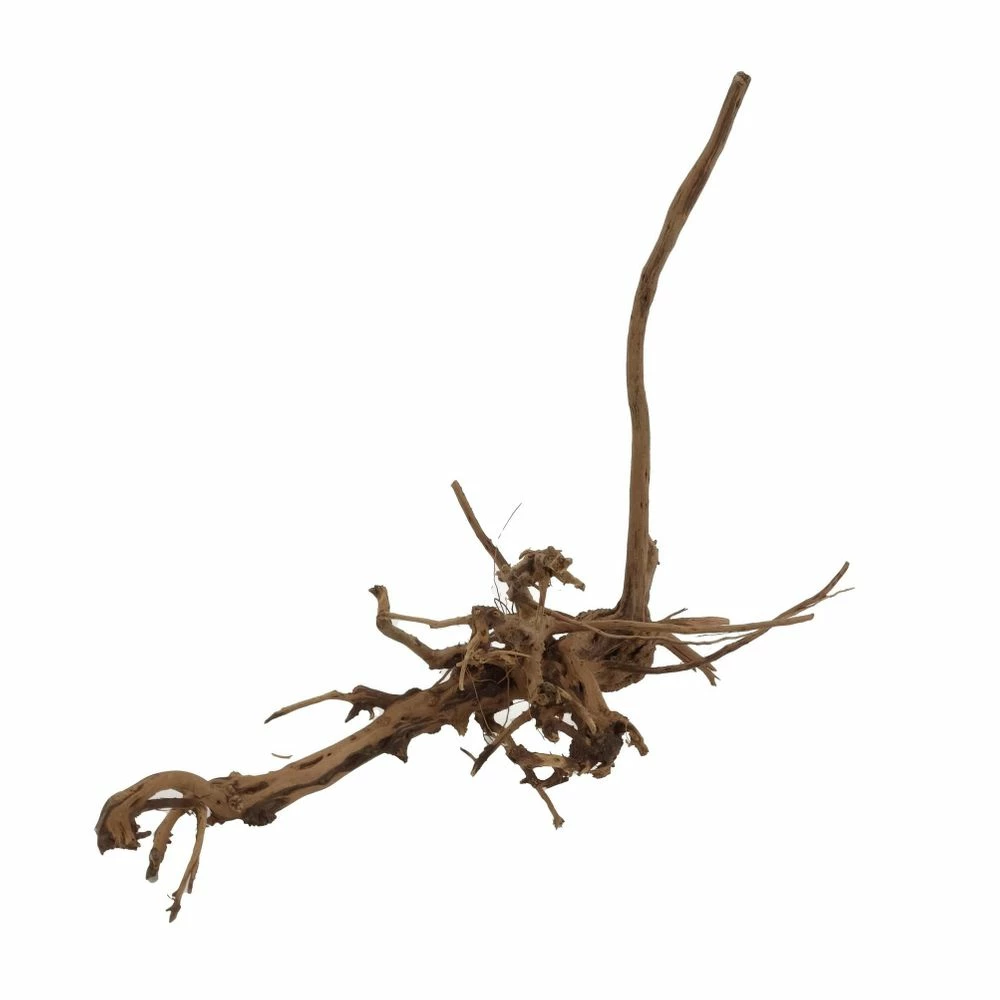 L Siennawurzel Nr.2444 Wurzel Holz Aquarium Deko Aquascaping 4 L Siennawurzel Nr.2444 Wurzel Holz Aquarium Deko Aquascaping – Bild 4