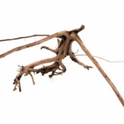 L Siennawurzel Nr.2473 Wurzel Holz Aquarium Deko Aquascaping -Haus Dekoration Verkaufsgeschäft L Siennawurzel Nr 2472 Wurzel Holz Aquarium Deko Aquascaping 2473 3 25217