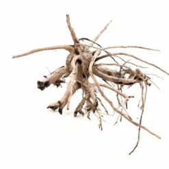 L Siennawurzel Nr.2474 Wurzel Holz Aquarium Deko Aquascaping -Haus Dekoration Verkaufsgeschäft L Siennawurzel Nr 2473 Wurzel Holz Aquarium Deko Aquascaping 2474 4 25218