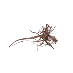 L Siennawurzel Nr.5302 Wurzel Holz Aquarium Deko Aquascaping -Haus Dekoration Verkaufsgeschäft L Siennawurzel Nr 5301 Wurzel Holz Aquarium Deko Aquascaping 5302 4 28601