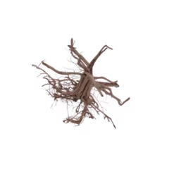 L Siennawurzel Nr.5312 Wurzel Holz Aquarium Deko Aquascaping