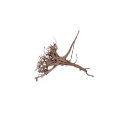 L Siennawurzel Nr.5319 Wurzel Holz Aquarium Deko Aquascaping -Haus Dekoration Verkaufsgeschäft L Siennawurzel Nr 5318 Wurzel Holz Aquarium Deko Aquascaping 5319 4 28620