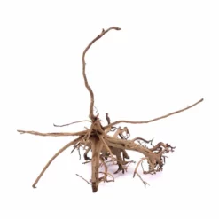 L Siennawurzel Nr.9263 Wurzel Holz Aquarium Deko Aquascaping 7 L Siennawurzel Nr.9263 Wurzel Holz Aquarium Deko Aquascaping -Haus Dekoration Verkaufsgeschäft L Siennawurzel original Foto Nr 9262 Wurzel Holz Aquarium Deko Aquascaping 9263 2 22394