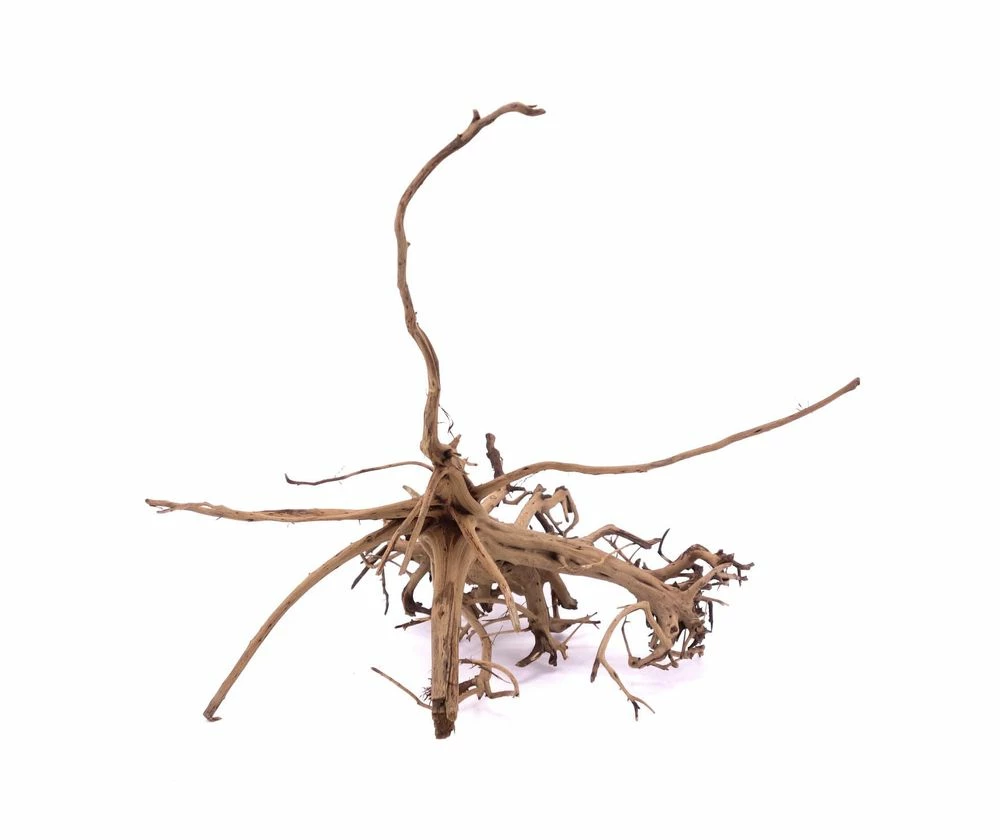 L Siennawurzel Nr.9263 Wurzel Holz Aquarium Deko Aquascaping 4 L Siennawurzel Nr.9263 Wurzel Holz Aquarium Deko Aquascaping – Bild 4