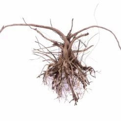 L Siennawurzel Nr.9282 Wurzel Holz Aquarium Deko Aquascaping