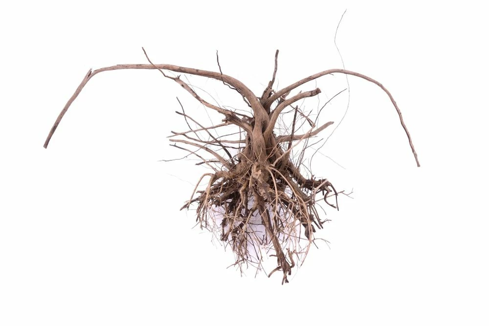L Siennawurzel Nr.9282 Wurzel Holz Aquarium Deko Aquascaping 1 L Siennawurzel Nr.9282 Wurzel Holz Aquarium Deko Aquascaping