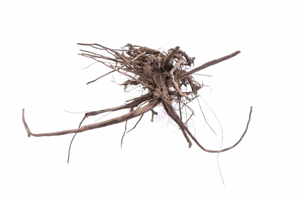 L Siennawurzel Nr.9282 Wurzel Holz Aquarium Deko Aquascaping 3 L Siennawurzel Nr.9282 Wurzel Holz Aquarium Deko Aquascaping – Bild 3