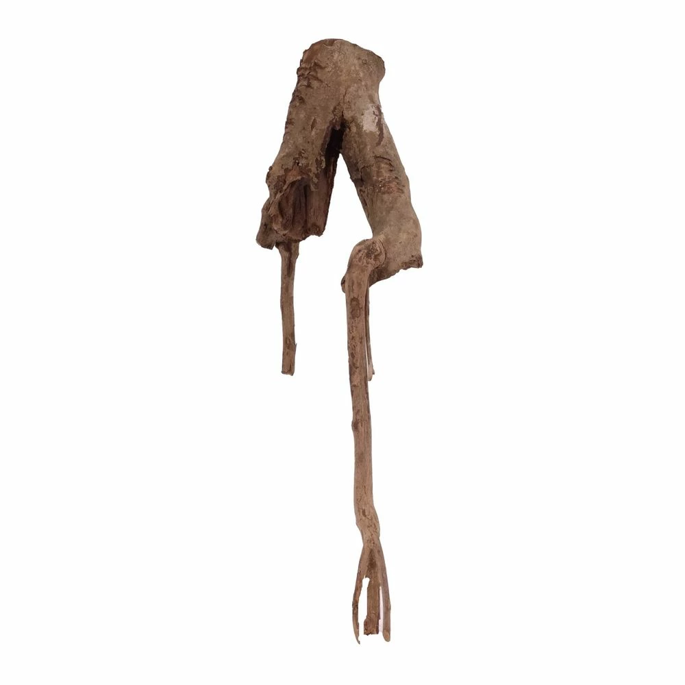 L Talawa Wurzel Nr.3205 1 L Talawa Wurzel Nr.3205