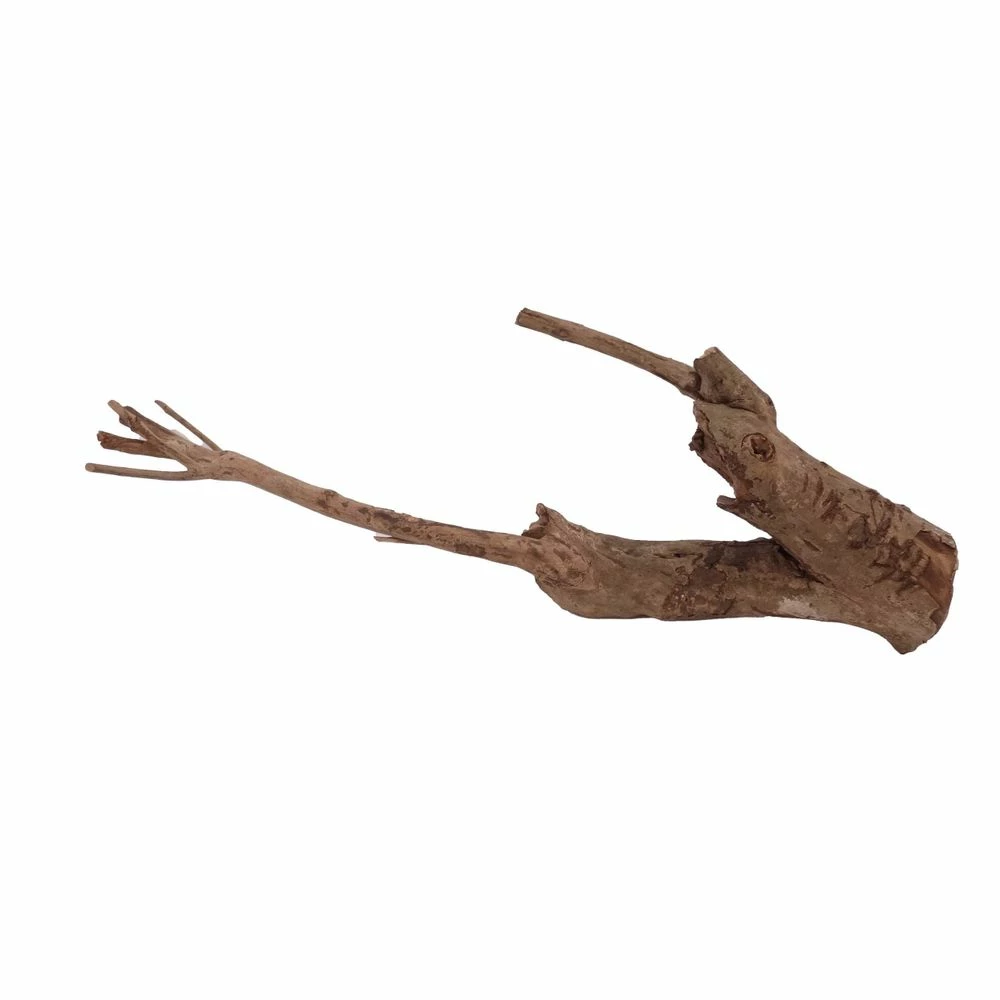 L Talawa Wurzel Nr.3205 3 L Talawa Wurzel Nr.3205 – Bild 3