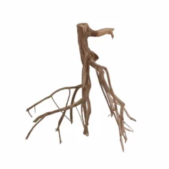 L Talawa Wurzel Nr.6811