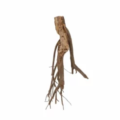 L Talawa Wurzel Nr.6817