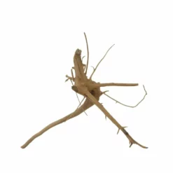 M Moorkienwurzel Nr.7348 Holz Deko Aquascaping -Haus Dekoration Verkaufsgeschäft M Moorkienwurzel Nr 7347 Holz Deko Aquascaping 7348 3 31089