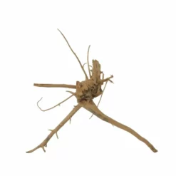 M Moorkienwurzel Nr.7348 Holz Deko Aquascaping -Haus Dekoration Verkaufsgeschäft M Moorkienwurzel Nr 7347 Holz Deko Aquascaping 7348 4 31089