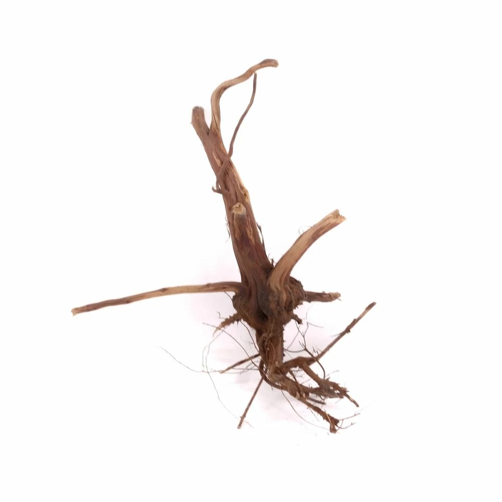 M Siennawurzel Nr.3048 Wurzel Holz Aquarium Deko Aquascaping 1 M Siennawurzel Nr.3048 Wurzel Holz Aquarium Deko Aquascaping