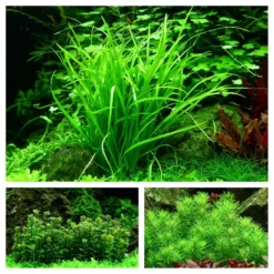Mitte Set Mit 3 Tropica In Vitro Pflanzen Aquariumpflanzenset Nr.51