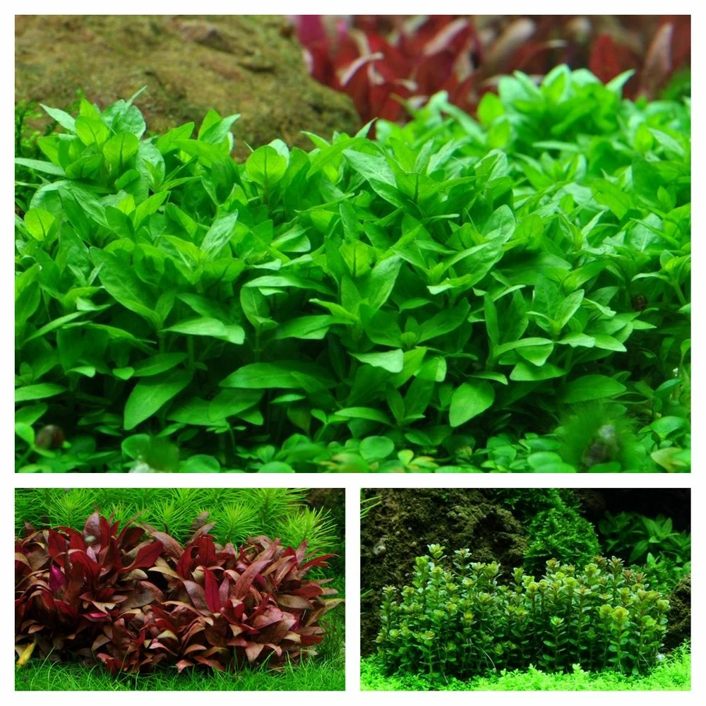 Mitte Set Mit 3 Tropica In Vitro Pflanzen Aquariumpflanzenset Nr.52 1 Mitte Set Mit 3 Tropica In Vitro Pflanzen Aquariumpflanzenset Nr.52