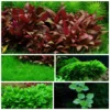 Mix Set Mit 5 Tropica In Vitro Pflanzen Aquariumpflanzenset Nr.41