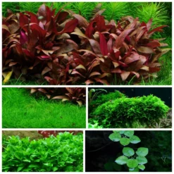 Mix Set Mit 5 Tropica In Vitro Pflanzen Aquariumpflanzenset Nr.41