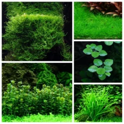 Mix Set Mit 5 Tropica In Vitro Pflanzen Aquariumpflanzenset Nr.42