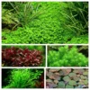 Mix Set Mit 5 Tropica In Vitro Pflanzen Aquariumpflanzenset Nr.43