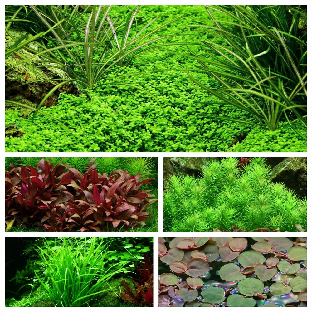 Mix Set Mit 5 Tropica In Vitro Pflanzen Aquariumpflanzenset Nr.43 1 Mix Set Mit 5 Tropica In Vitro Pflanzen Aquariumpflanzenset Nr.43