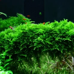 Mix Set Mit 7 Tropica In Vitro Pflanzen Aquariumpflanzenset Nr.45 -Haus Dekoration Verkaufsgeschäft Mix Set mit 7 Tropica in Vitro Pflanzen Aquariumpflanzen Set Nr 44 003Aa 25397