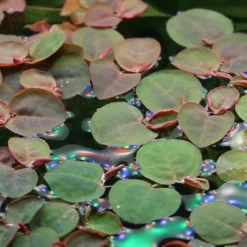 Mix Set Mit 7 Tropica In Vitro Pflanzen Aquariumpflanzenset Nr.45 -Haus Dekoration Verkaufsgeschäft Mix Set mit 7 Tropica in Vitro Pflanzen Aquariumpflanzen Set Nr 44 028a 25397