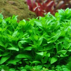 Mix Set Mit 7 Tropica In Vitro Pflanzen Aquariumpflanzenset Nr.45 -Haus Dekoration Verkaufsgeschäft Mix Set mit 7 Tropica in Vitro Pflanzen Aquariumpflanzen Set Nr 44 049Ga 25397