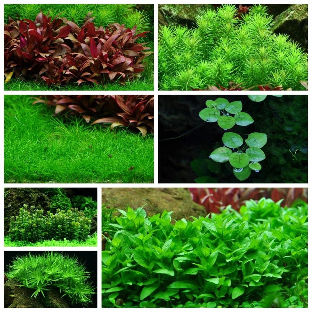 Mix Set Mit 7 Tropica In Vitro Pflanzen Aquariumpflanzenset Nr.44 1 Mix Set Mit 7 Tropica In Vitro Pflanzen Aquariumpflanzenset Nr.44