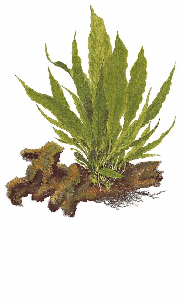 Mutterpflanze Aquarium Pflanze Microsorum Pteropus Tropica Nr.008 XL Aquarium 3 Mutterpflanze Aquarium Pflanze Microsorum Pteropus Tropica Nr.008 XL Aquarium – Bild 3