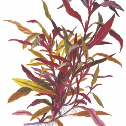 Mutterpflanze Aquarium Pflanze Alternanthera Reineckii 'Pink' Tropica Nr.023 XL Aquarium -Haus Dekoration Verkaufsgeschäft Mutterpflanze Aquarium Pflanze Microsorum pteropus Tropica Nr 008 XL Aquarium 1 24966