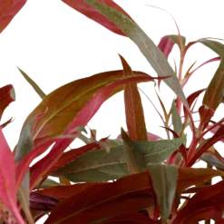 Mutterpflanze Aquarium Pflanze Alternanthera Reineckii 'Pink' Tropica Nr.023 XL Aquarium -Haus Dekoration Verkaufsgeschäft Mutterpflanze Aquarium Pflanze Microsorum pteropus Tropica Nr 008 XL Aquarium 4 24966