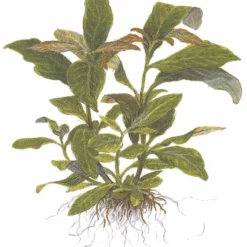 Mutterpflanze Aquariumpflanze Hygrophila 'Siamensis' XL Von Tropica Nr.053A XL -Haus Dekoration Verkaufsgeschäft Mutterpflanze Aquariumpflanze Hygrophila Siamensis XL von Tropica Nr 053A XL 1 19341