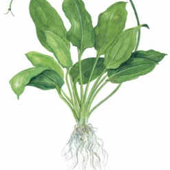 Mutterpflanze Aquariumpflanze Echinodorus Grisebachii 'Bleherae' XL Von Tropica Nr.071 XL -Haus Dekoration Verkaufsgeschäft Mutterpflanze Aquariumpflanze Hygrophila Siamensis XL von Tropica Nr 053A XL 1 25015