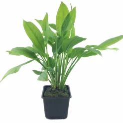 Mutterpflanze Aquariumpflanze Echinodorus Grisebachii 'Bleherae' XL Von Tropica Nr.071 XL