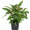 Mutterpflanze Aquariumpflanze Hygrophila 'Siamensis' XL Von Tropica Nr.053A XL