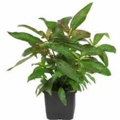 Mutterpflanze Aquariumpflanze Hygrophila 'Siamensis' XL Von Tropica Nr.053A XL