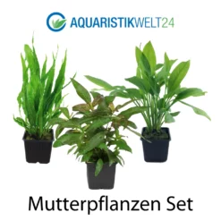 Mutterpflanzen Set Mit 3 Tropica XL Topf Pflanzen Aquariumpflanzenset Nr.121 -Haus Dekoration Verkaufsgeschäft Mutterpflanzen Set mit 3 Tropica XL Topf Pflanzen Aquariumpflanzenset Nr 121 2 27273