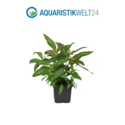 Mutterpflanzen Set Mit 3 Tropica XL Topf Pflanzen Aquariumpflanzenset Nr.121 -Haus Dekoration Verkaufsgeschäft Mutterpflanzen Set mit 3 Tropica XL Topf Pflanzen Aquariumpflanzenset Nr 121 3 27273
